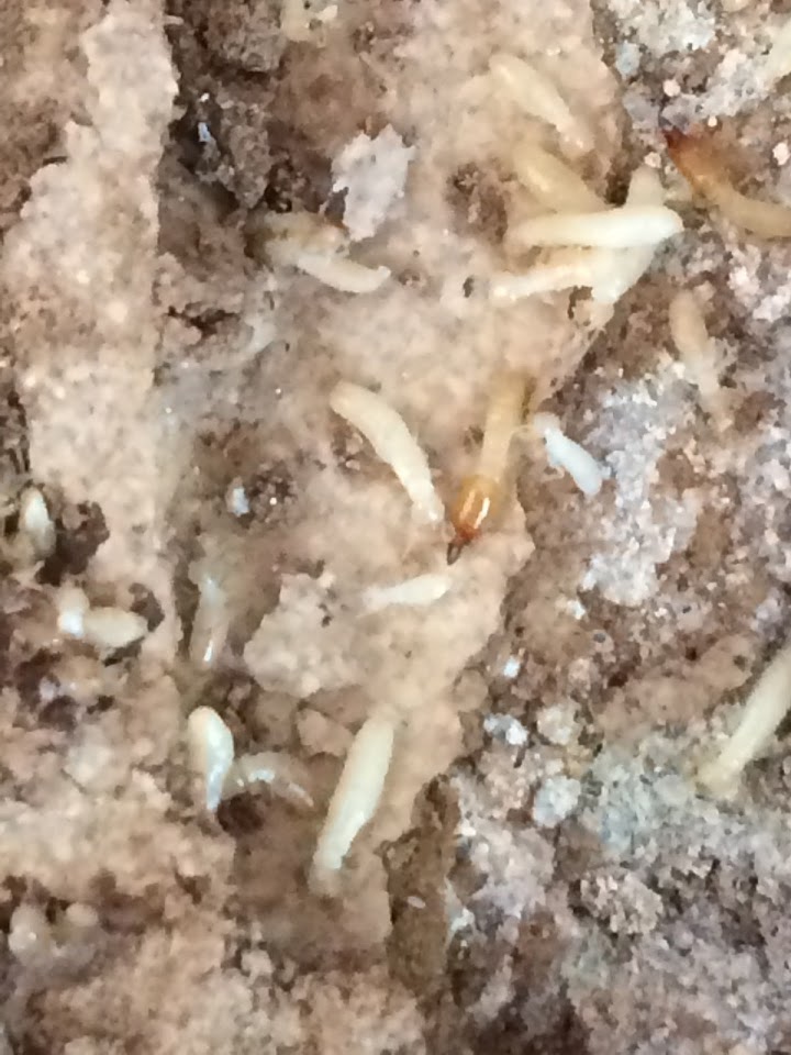 Arizona Termite Specialists LLC project