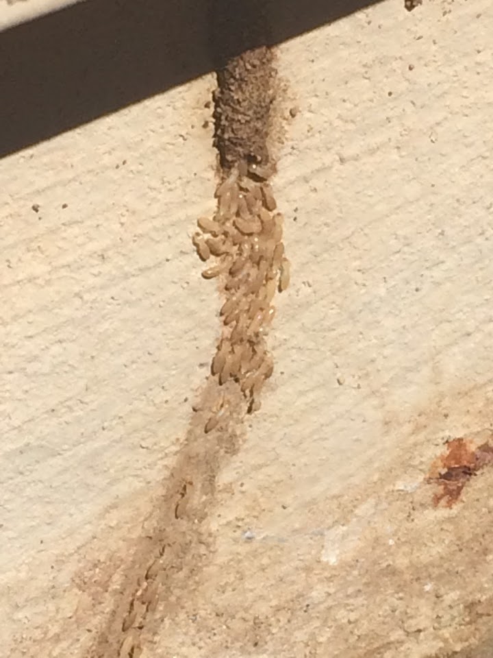 Arizona Termite Specialists LLC project