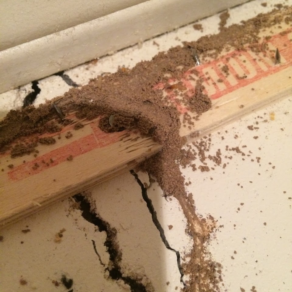 Arizona Termite Specialists LLC project
